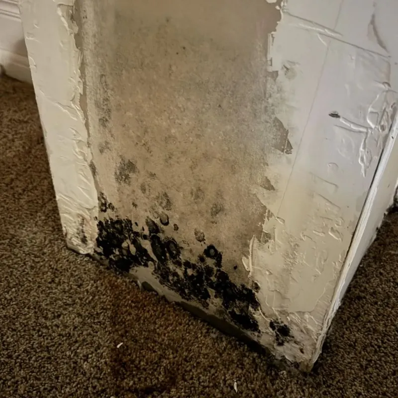 Professional Mold Removal in Red Lick, TX
